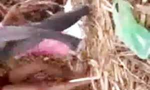 মাই এর, গুদ, মেয়েদের চুদাচুদি ভিডিও মেয়ে সমকামী, খাওয়ারত