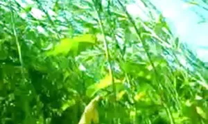 বাঁড়ার কচি মেয়েদের চুদা চুদি রস খাবার সুন্দরী বালিকা হার্ডকোর